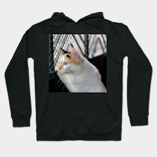 cat looking at the door Hoodie